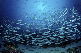 Shoal of yellow-striped fusiliers, Caesio caerulaurea, Maldives, Indian Ocean, Meemu Atoll, Asia