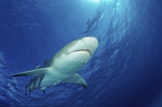 Lemon Shark, Negaprion brevirostris, Bahamas, Grand Bahama Island, Atlantic Ocean, Central America