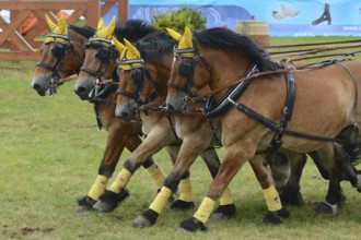 Cold-blooded horses as the titans of the race in Brück, Brandenburg