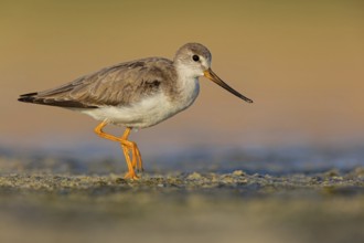 Terek sandpiper, (Xenus cinereus), animal, animals, bird, birds, snipe family, snipe, biotope,