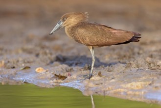 Hammerhead, Hammerhead, Hamerkop, (Scopus umbretta), Ombrette africaine, Avemartillo, Shadebird,