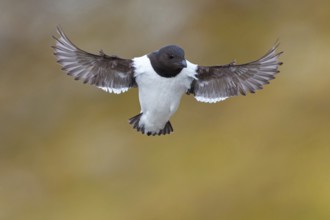 Little grebe, Plautus alle, Dovekie, Little Auk, (Mergule nain), Mérgulo atlántico, flight photo,