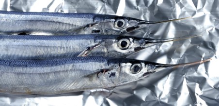Three little needle fish, uncooked macro studio shot