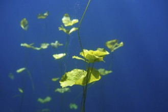 Cenote sinkhole waterplants in Riviera Maya at mayan Mexico