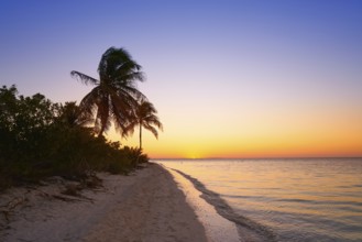 Holbox island sunset beach palm tree tropical in Mexico