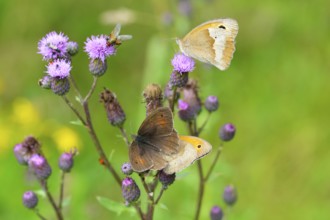 Large ox-eye (female) right, male left, Maniola jurtina, Meadow brown male and female