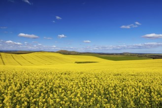 Fields of canola shine on a clear sunny day near Beveridge between old Sydney Rd and the Hume Hwy