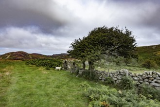 Hilly landscape with green meadows, sheep and stone wall, dry stone wall on the edge of Snowdonia