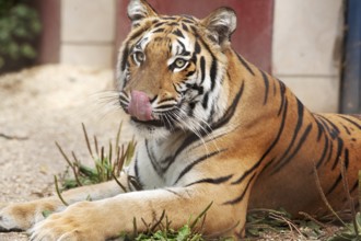 Yawning tiger relaxing in the enclosure, 2015