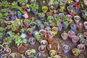 Plants in colourful flower pots in a greenhouse in Maschwitz Province Buenos Aires, Argentina 2017