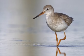 Common redshank (Tringa totanus), East Khawr / Khawr Ad Dahariz, Salalah, Dhofar, Oman, Asia