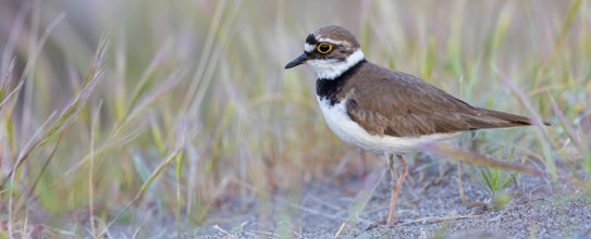 Little Ringed Plover, Little Ringed Plover, (Charadrius dubius), plover family, biotope, foraging,