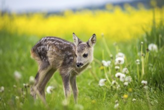 Young wild roe deer in grass, Capreolus capreolus. New born roe deer, wild spring nature