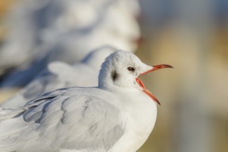 Black-headed Gull (Chroicocephalus ridibundus) portrait in winter. Bas-Rhin, Alsace, Grand Est,