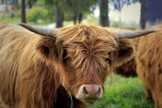 Close up portrait of a young Highland bull on field among herd of Highland cattle