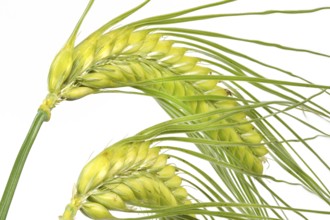 Barley (Hordeum), isolated