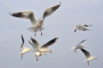 Seagulls in Kolber