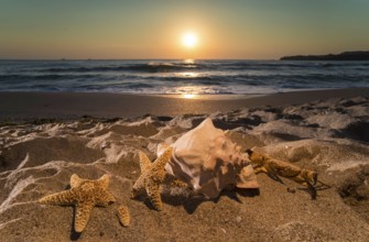 Sunrise on the beach. Shells in closeup