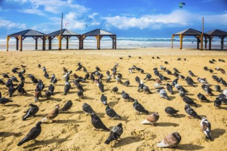 Large flock of pigeons resting on a sandy beach. Windy winter day in the Mediterranean Sea