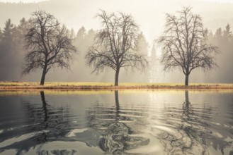 An image of three trees autumn lake scenery