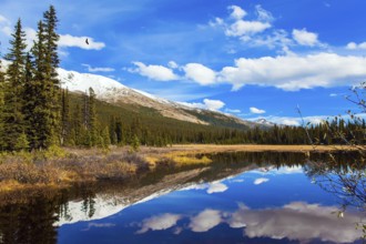 Shallow bog overgrown with yellowed grass at the foot of Lake Peyto. Autumn trip to the Rockies of