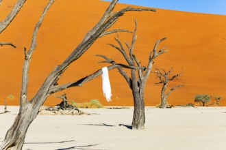 White shawl on petrified tree branches. Deadvlei in the Park Namib-Naukluft surrounded by the dunes