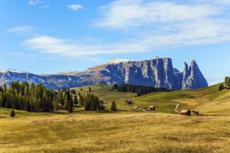 Coniferous forest in the Val Gardena valley, Italy. Beautiful day for hiking and taking photos.