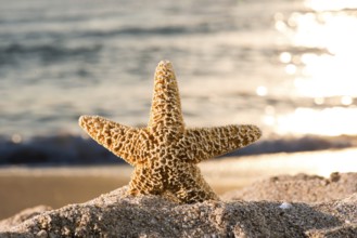 Sunrise on the beach. Starfish