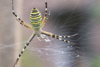 Spider in a garden. Grenn and yellow lines spider