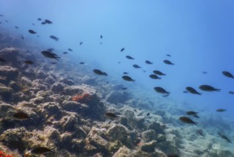 Sea Life Underwater Rocks Sunlight, Underwater Life, wildlife