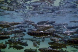 River Trout swim underwater, Trout underwater scene, Trout farm
