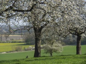 Blossoming fruit trees with a view of wide fields, billerbeck, münsterland, germany