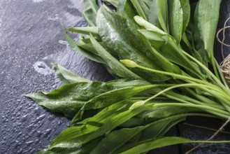 Bear's garlic
