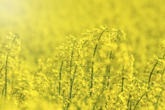 Rapeseed Flowers in rapeseed field. Blooming canola flowers