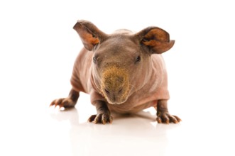 Skinny guinea pig on the white, poland