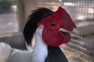 Silver Pheasant (Lophura nycthemera) with Vibrant Red Crest in Cage, Close-Up