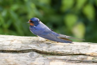 Barn Swallow Hirundo rustica, order Passeriformes, suborder Passeres, family Swallows