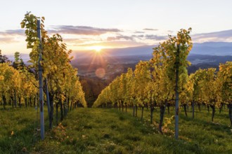 Vineyard in the evening light, cloudy mood at sunset on the Sausal Wine Route, St. Andrä-Höch,