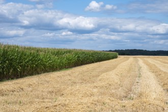 Golden harvested wheat fields at the Wallon countryside around Grez-Doiceau, Belgium, Europe