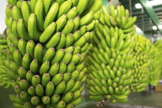 Canarian Banana Platano in La Palma canary Islands