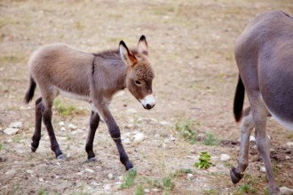 Baby donkey mule with mother in mediterranean Spain
