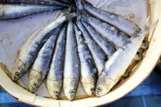 Brine salted sardines fish in round wood box in Mediterranean