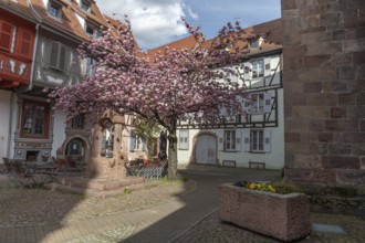 Cherry blossom in an old square with a medieval well in spring. Selestat, Bas-Rhin, Collectivite