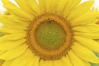 Detail of a sunflowers or sun (Helianthus annuus) grown for its edible seeds, flour and oil.
