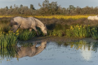 Camargue horses feeding in a swamp full of yellow irises. Saintes Maries de la Mer, Parc naturel