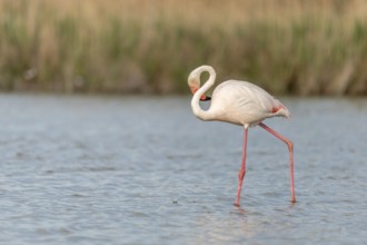 Greater Flamingo (Phoenicopterus roseus) in a swamp in spring. Saintes Maries de la Mer, Parc