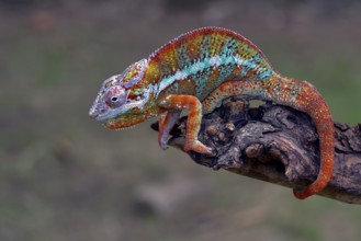The panther chameleon (Furcifer pardalis) on a tree branch