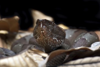 Flat nose pit viper hiding inside a leaves