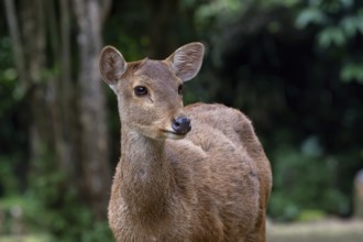 Close up photos of female sambar deer