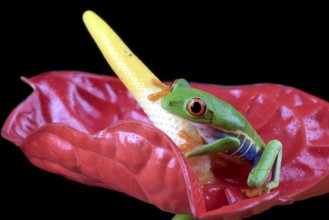 Close up photo of a red-eyed tree frog